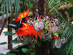 farfalle monteserra 3